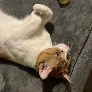 Meet your Posher, Shane